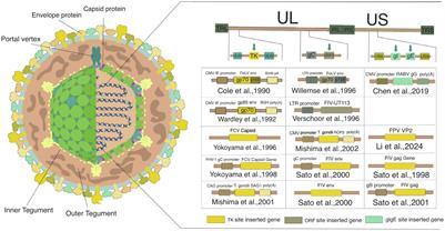 Advancements, challenges, and future perspectives in developing feline herpesvirus 1 as a vaccine vector